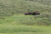 buffalo in a Hayden Valley meadow